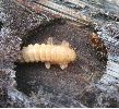 logette de Pyrochroa avec jeune nymphe (photo 3)