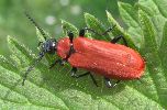 Pyrochroa coccinea adulte