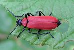 exemplaire de Cardinal (Pyrochroa coccinea), photo 1