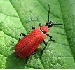 exemplaire de Cardinal (Pyrochroa coccinea), photo 2