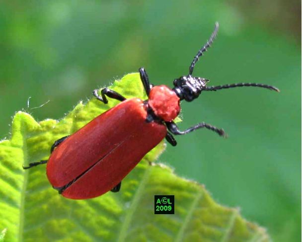 Résultat de recherche d'images pour "insecte volant roug"
