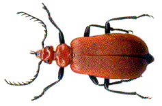 m&acirc;le de Pyrochroa serraticornis