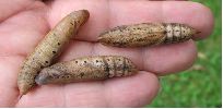 Chrysalides d'Hippotion celerio (photo 2)