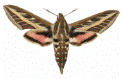 Sphinx livournien (Hyles livornica)