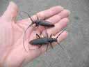 couple de Cerambyx cerdo (sur ma main)