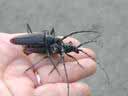 Cerambyx cerdo en phase d'accouplement (sur ma main)