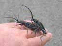 Cerambyx cerdo en phase d'accouplement (sur ma main)