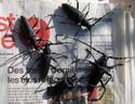 cerdo sur journal