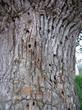 ch&ecirc;ne t&ecirc;tard tr&egrave;s attaqu&eacute; (d&eacute;tail du tronc de l'arbre)