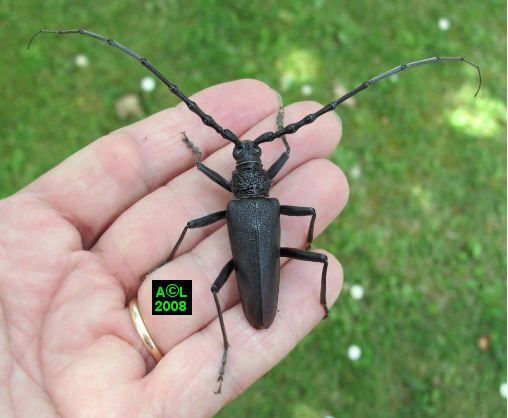 le Grand Capricorne du chêne (Cerambyx cerdo), biologie et développement;