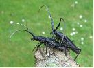 accouplement de Cerambyx cerdo