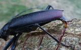 Grand capricorne du chêne (Cerambyx cerdo), femelle à pondre, photo 2