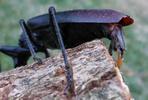 Grand capricorne du chêne (Cerambyx cerdo), femelle à pondre, photo 5