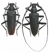 couple de Cerambyx cerdo