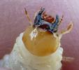 Ceruchus chrysomelinus,  tête de larve, photo 4.