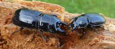 Ceruchus chrysomelinus, couple, photo 3.