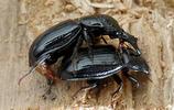 Ceruchus chrysomelinus,  accouplement.