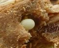 Ceruchus chysomelinus, oeuf in situ.