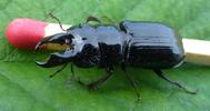 Ceruchus chrysomelinus,  m&acirc;le avec allumette.