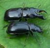 Ceruchus chrysomelinus, couple, photo 1.