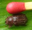 Aesalus scarabaeoides,  avec allumette-échelle.