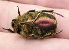 sillon ventral du mâle de cetonia aurata (photo 2)