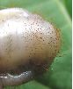 Gnorimus octopunctatus: raster de la larve, photo 2.