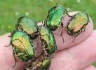 Cétoines dorées (cetonia aurata) spécimens en main, photo 2.