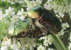 C&eacute;toine dor&eacute;e (Cetonia aurata), accouplement, photo 1.
