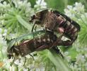 C&eacute;toine dor&eacute;e (Cetonia aurata), accouplement, photo2