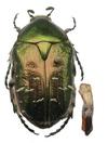 Cétoine dorée (Cetonia aurata), édéage.