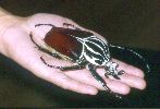 Goliathus giganteus mâle
