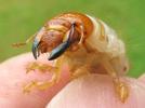 Hanneton commun (Melolontha melolontha), larve, d&eacute;tail de la t&ecirc;te et des mandibules, photo 2