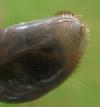 Hanneton commun (Melolontha melolontha), larve,  extrémité abdominale.