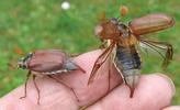 Hanneton commun (Melolontha melolontha), envol d'un adulte.