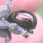 chrysolina americana sur lavande
