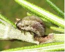 larve à terme de Chrysolina americana (photo 1)