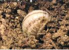 enterrage pour nymphose de la larve de Chrysolina americana (photo 2)