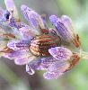 Chrysolina americana sur lavande (photo 3)