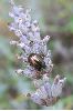 Chrysolina americana sur lavande (photo 4)
