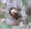 Chrysolina americana sur lavande (photo 6)