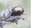 Chrysolina americana sur lavande (photo 5)
