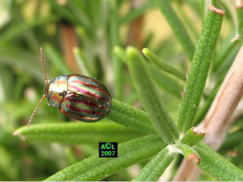 Doryphore romarin