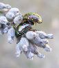 Chrysolina americana sur lavande (photo 8)