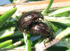 Chrysolina americana sur romarin (photo 3)