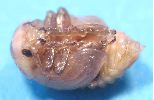 nymphe de chrysolina prête à "éclore"