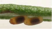 oeufs de Chrysolina americana prêts à éclore