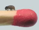 larve naissante de Chrysolina americana (photo 1)