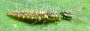 Chrysope verte (Chrysoperla carnea), larve à terme, avec puçeron, photo 4.
