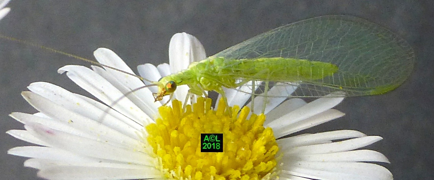 La chrysope verte (Chrysoperla carnea), biologie, morphologie ...